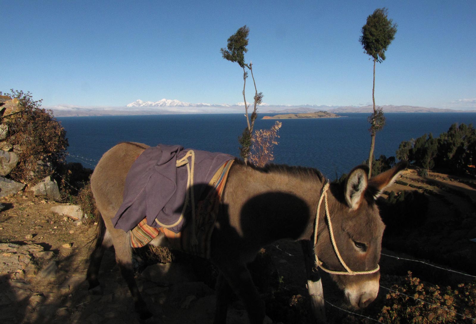Mule sur l’Isla del Sol, lac Titicaca