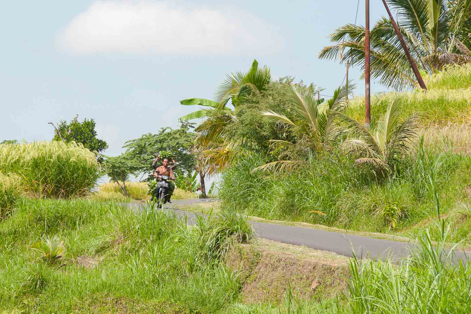 La route des rizières, près de Jatiluwih