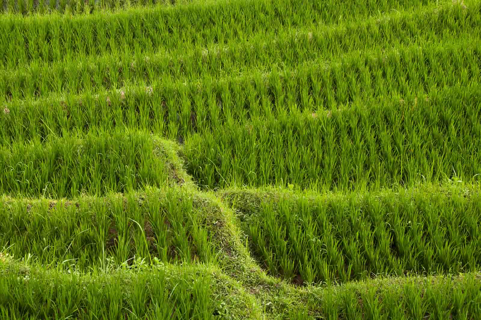 Dans les rizières près de Sidemen à Bali