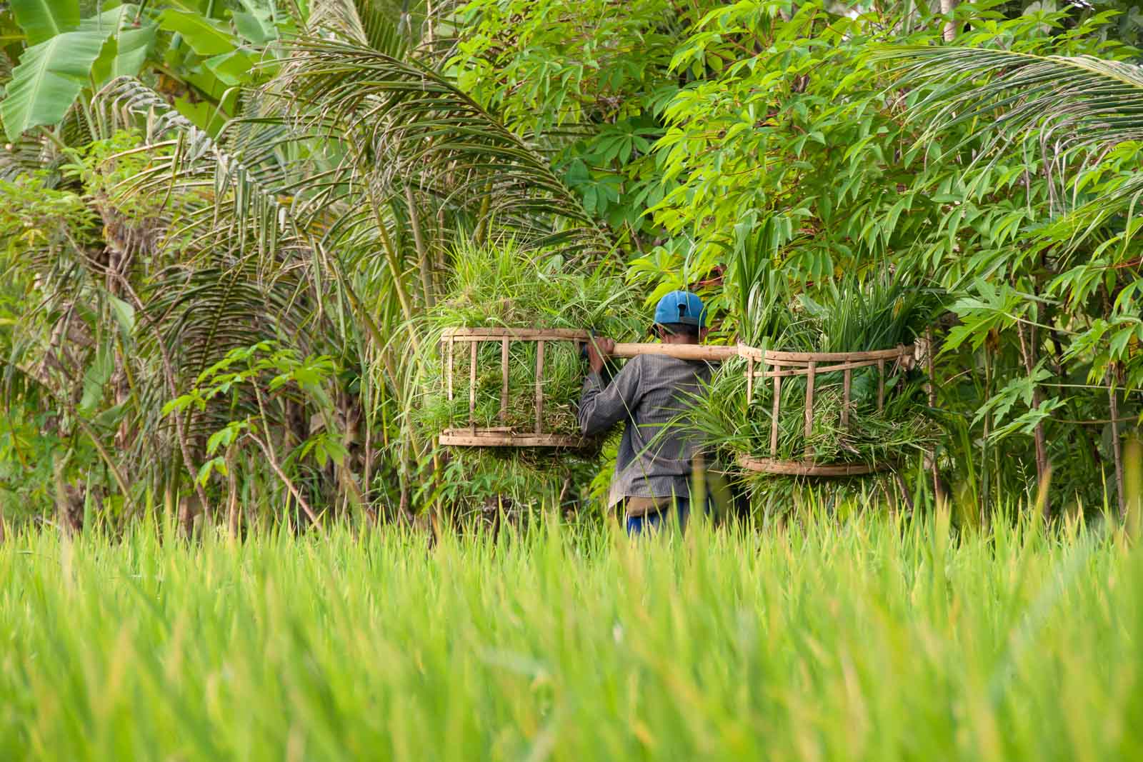 Paysan dans les rizières sur l’île de Bali