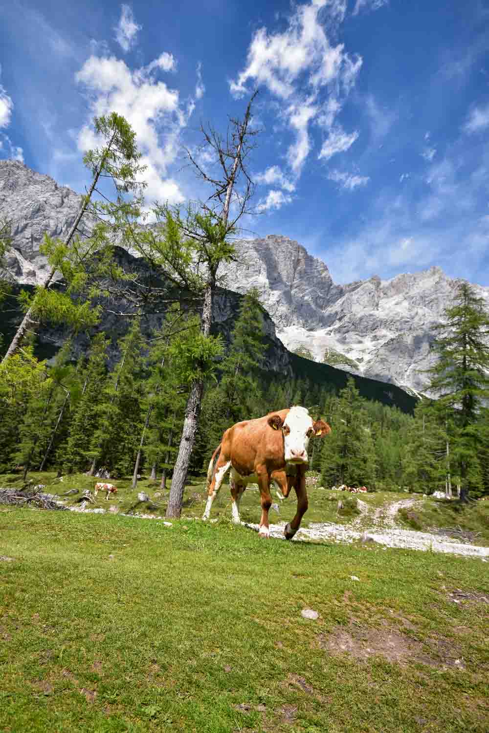 Vache à Ramsau, Autriche