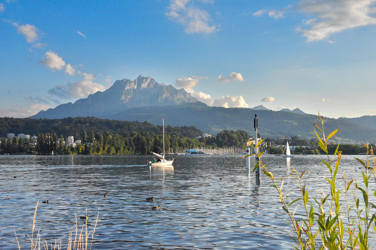 La nature suisse en train, au lac des quatre Cantons