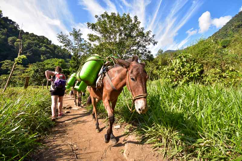 Mule sur le chemin de trekking