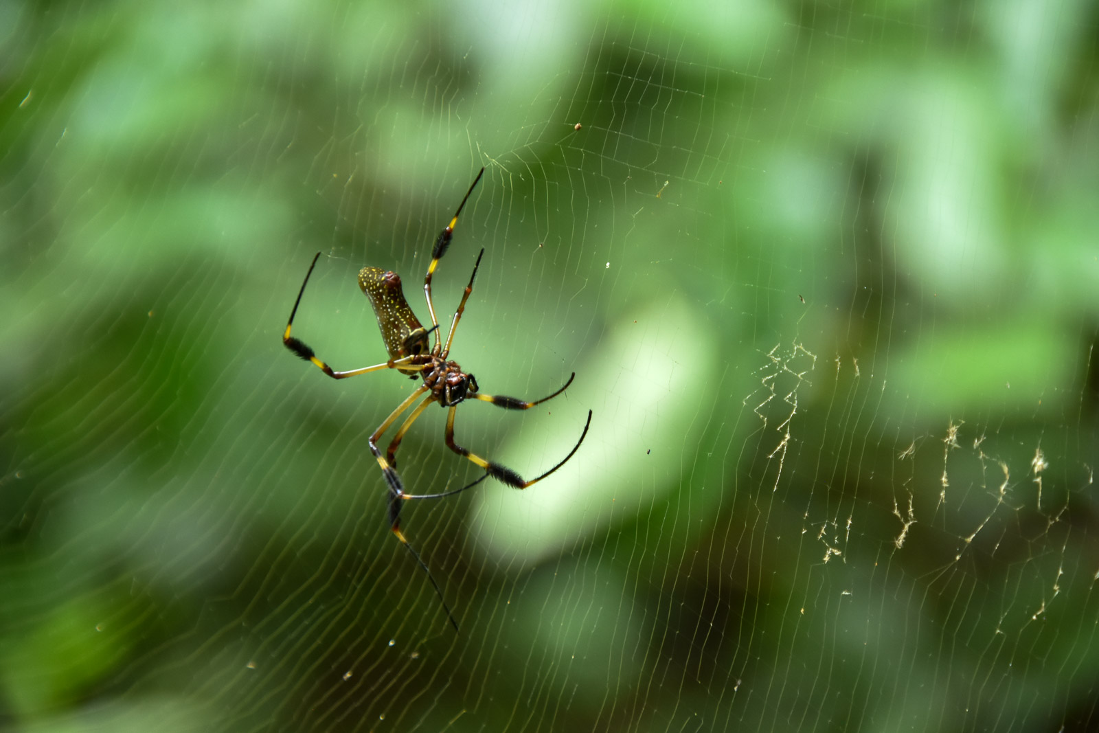 Les araignées sont nombreuses dans la jungle du Costa Rica