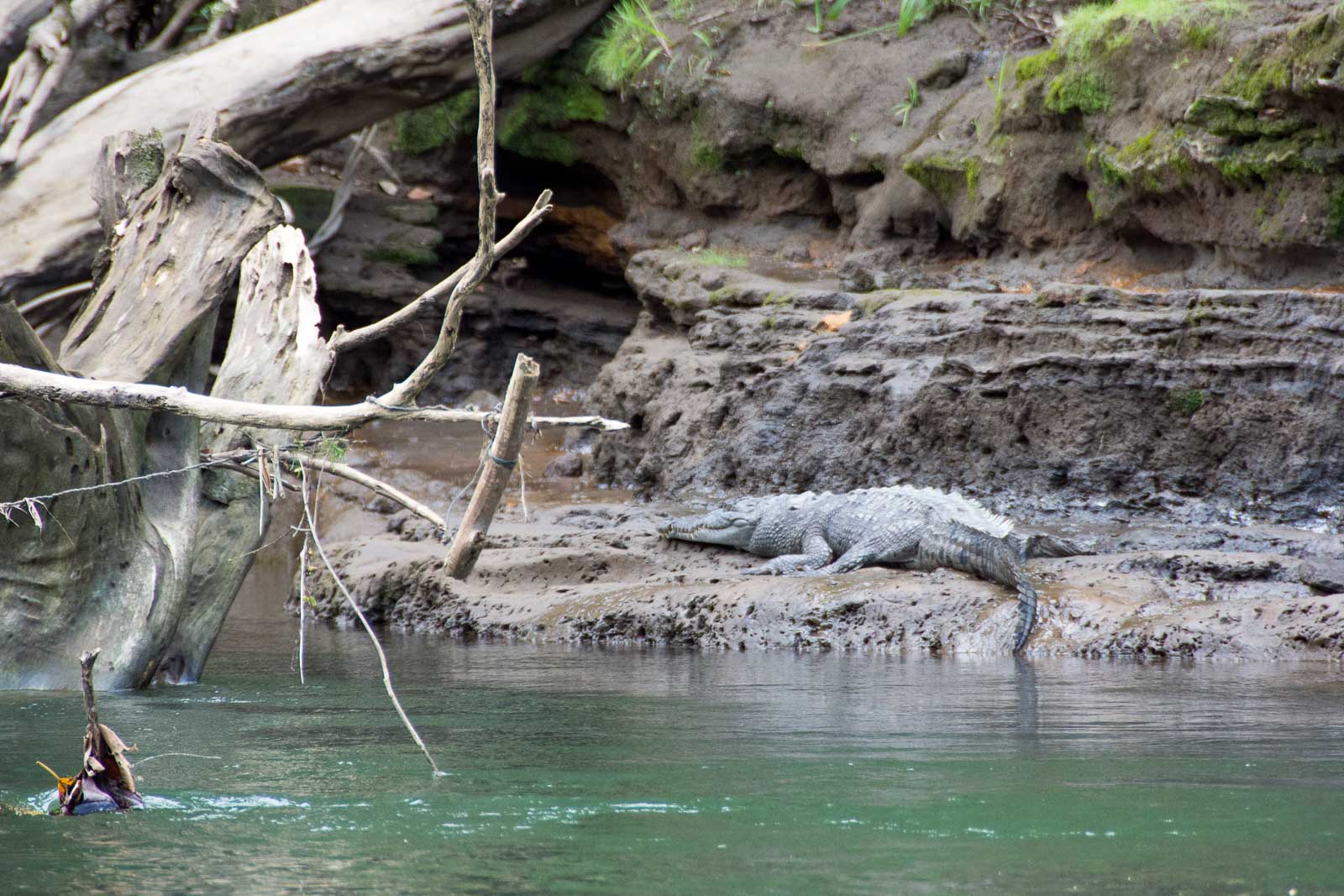 Crocodile près de la rivière Sarapiqui