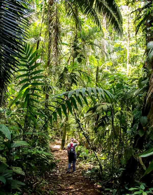 A la rencontre des animaux dans la jungle du Costa Rica