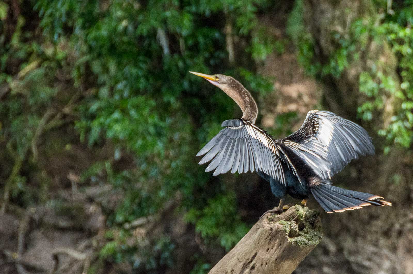 Animaux et oiseaux du Costa Rica