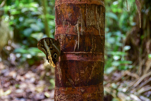 Papillon du Costa Rica