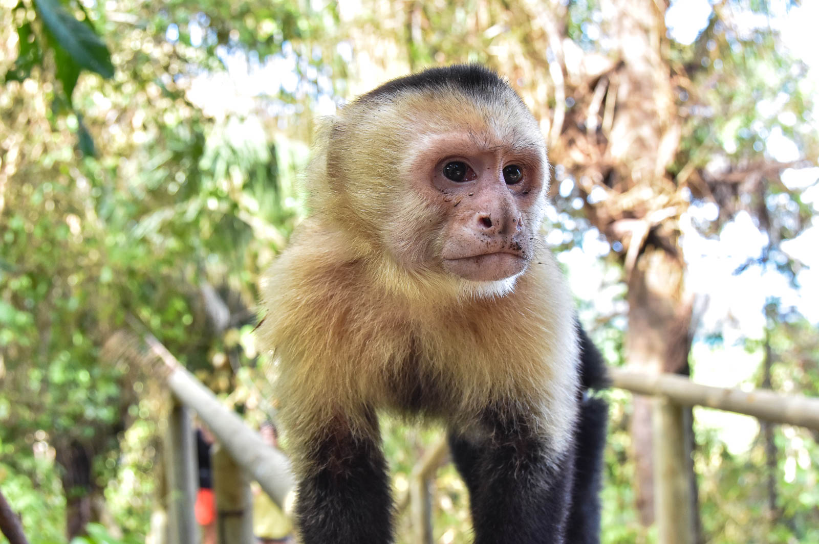 Un animal qu’on croise souvent au Costa Rica : le singe capuçin