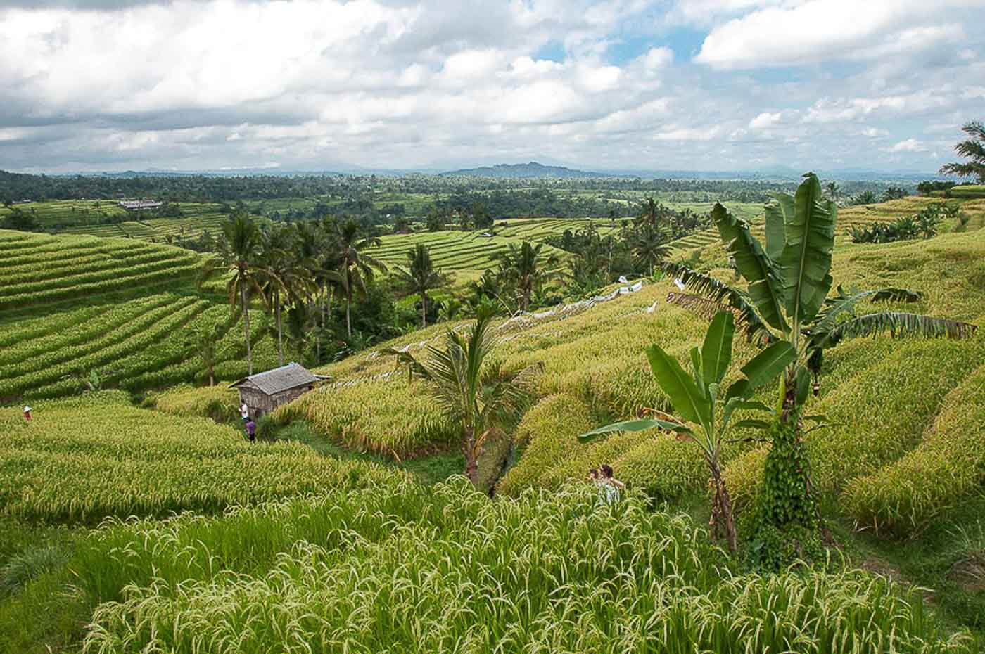 Visiter Lovina et le nord de l'île de Bali