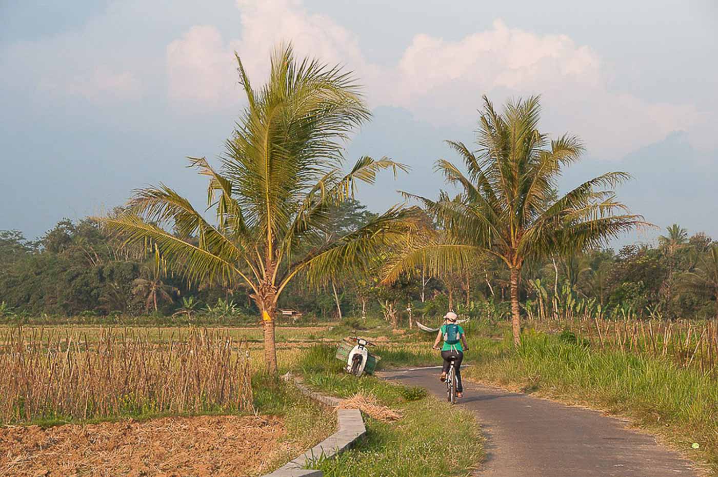 A vélo dans les rizières près de Borobudur