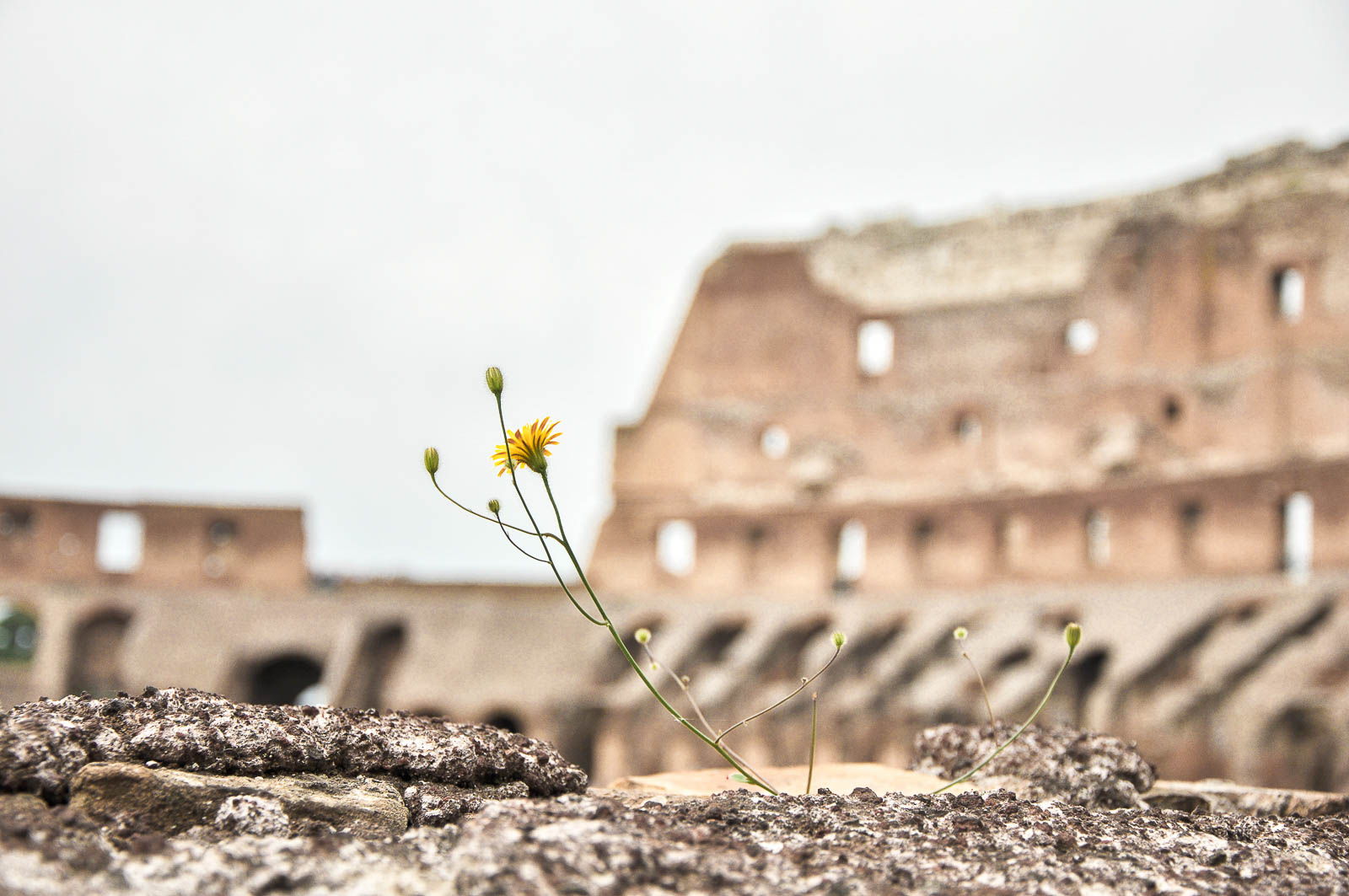 Fleur sauvage au Colisée