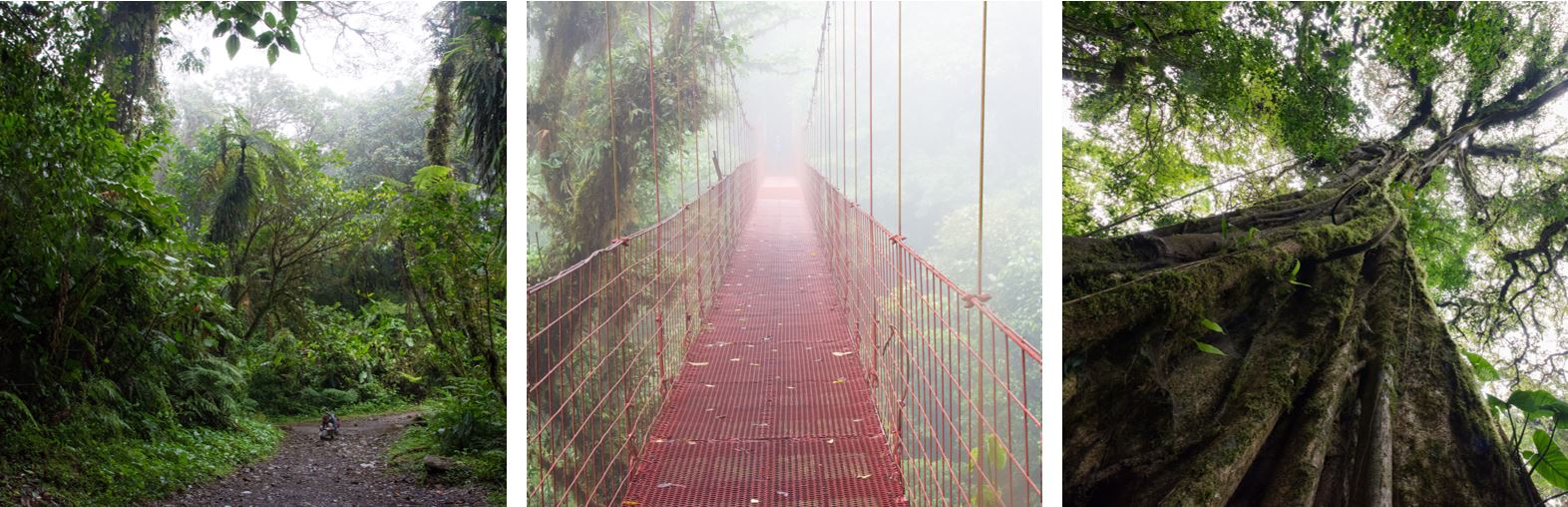 Forêt de nuage de Monteverde, Costa Rica