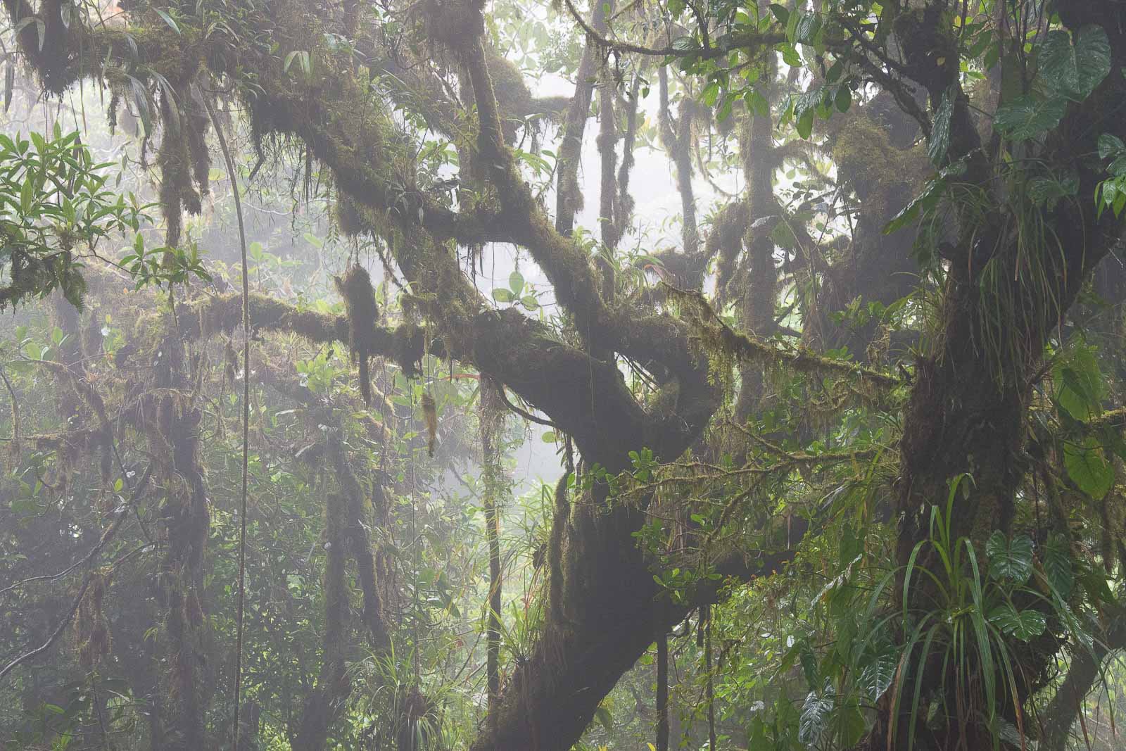 Sendero Nuboso, Monteverde
