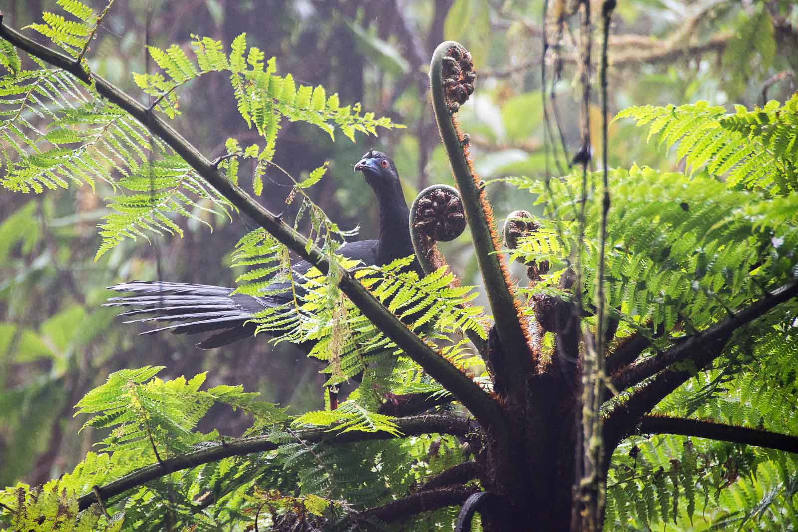 Pava Negra, Chamaepetes Unicolor, Costa Rica
