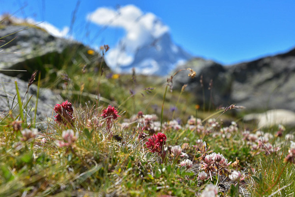 Zermatt en été : quelques jours face au Cervin